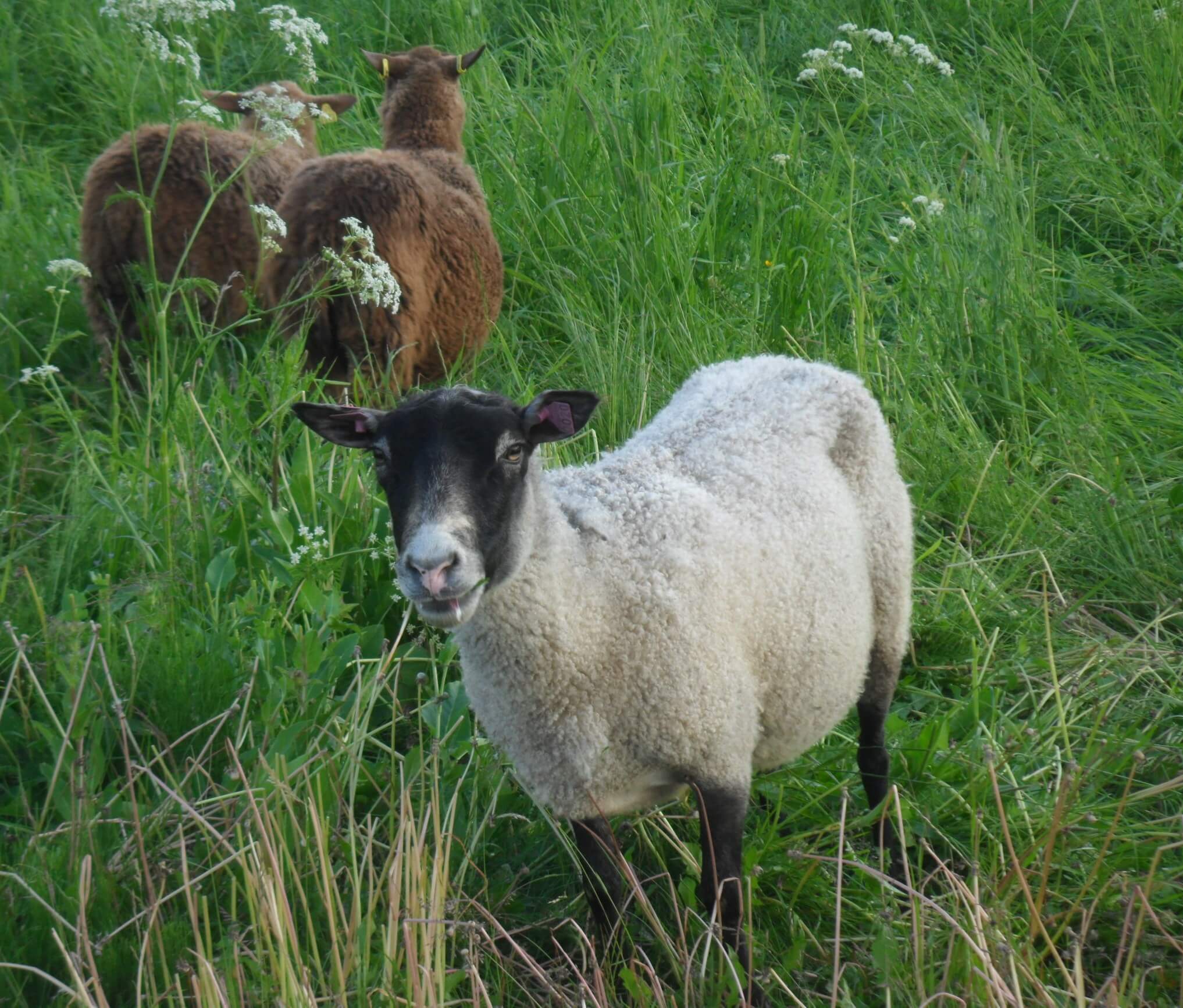 Iivari Kainuunharmaslanka 3-säikeinen - Image 3