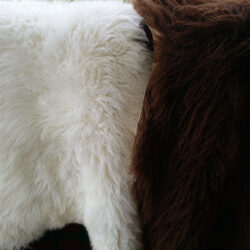 Lampaantaljat ja istuinaluset