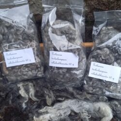 Lampaanvillakikkurat Gotlannin turkislammas